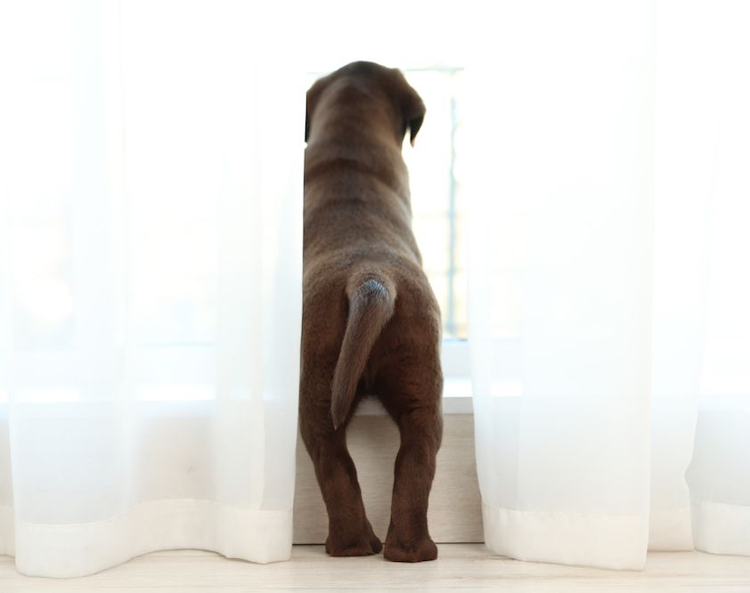 More Than Just a Dog Show